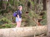 Downed trees