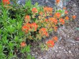 Harsh Paintbrush