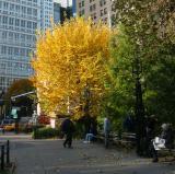 Fall - City Hall Park