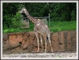 Giraffe - DSCF0084 copy.jpg