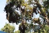 Arbol, Parque Nacional Iguazú
