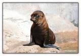 Baby Seal