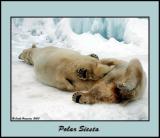 polar siesta