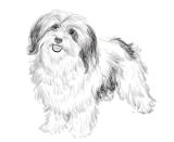 Hand Drawn Sketch