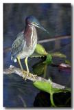 Everglades 7334b.jpg