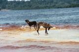 Dois Cães na Praia, Amazonas