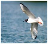 Bonaparte Gull