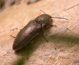 Click beetle #3