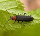 Asclera ruficollis