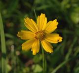 Coreopsis, Eared