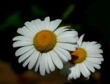 Daisy, Ox-eye