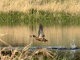 Ducks 2