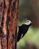white-headed woodpecker Female Wenas CG-1