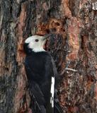 white-headed woodpecker Female Wenas CG-2