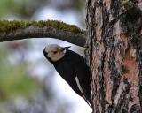 white-headed woodpecker Female Wenas CG