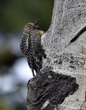 williamson's sapsucker female