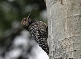 Williamson's sapsucker female-5