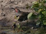 flicker drinking