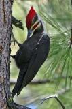 pileated male preening