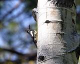Williamson's sapsucker male