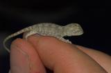 _DSC8609-01 Moorinya baby earless dragon tympanocryptis sp 2005