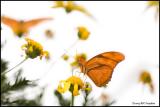 Julia Butterfly 4