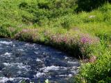 Dwarf Fireweed