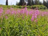 Fireweed, Devil's Lake Trail II