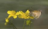 Mardon skipper (Polites mardon mardon)