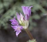 Allium acuminatum Tapertip onion