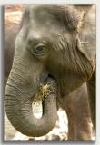 Buffalo Zoo, Spring 2005 120