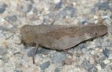 Sulphur-winged Grasshopper - Arphia sulphurea