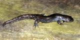 Blue-spotted Salamander - Ambystoma laterale