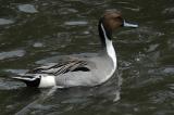Pintail Duck.jpg