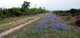 Spring Bluebonnets - April, 2003