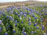 Spring Bluebonnets - April, 2003