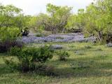 Spring Bluebonnets - April, 2003