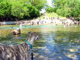 Roman chillin at Barton Springs