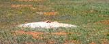 Prarie Dogs on a buds ranch