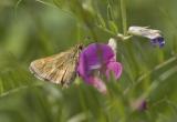 Mardon skipper (Polites mardon mardon)