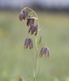 Fritillaria lanceolata (syn, F affinis) Chocolate bells