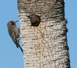 Flickers, Northern