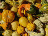 gourds at a pumpkin patch