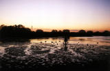 Retrieving Ducks - Opening weekend: Fall, 2001.