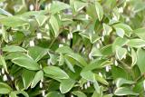 Solomon's Seal