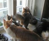 Punkku, Roosa, Kryyni.,Gordi