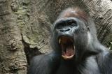 Congo 3