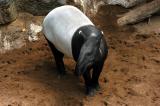Tapir