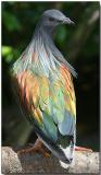 Nicobar Pigeon