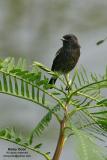 Pied Bushchat (male)
Scientific name - Saxicola caprata
Habitat - common in drier open country, grasslands and cultivated areas at all elevations.